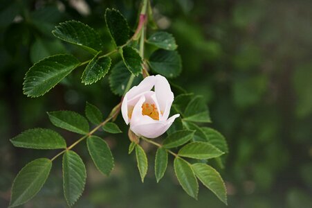 Flowers leaf flourished