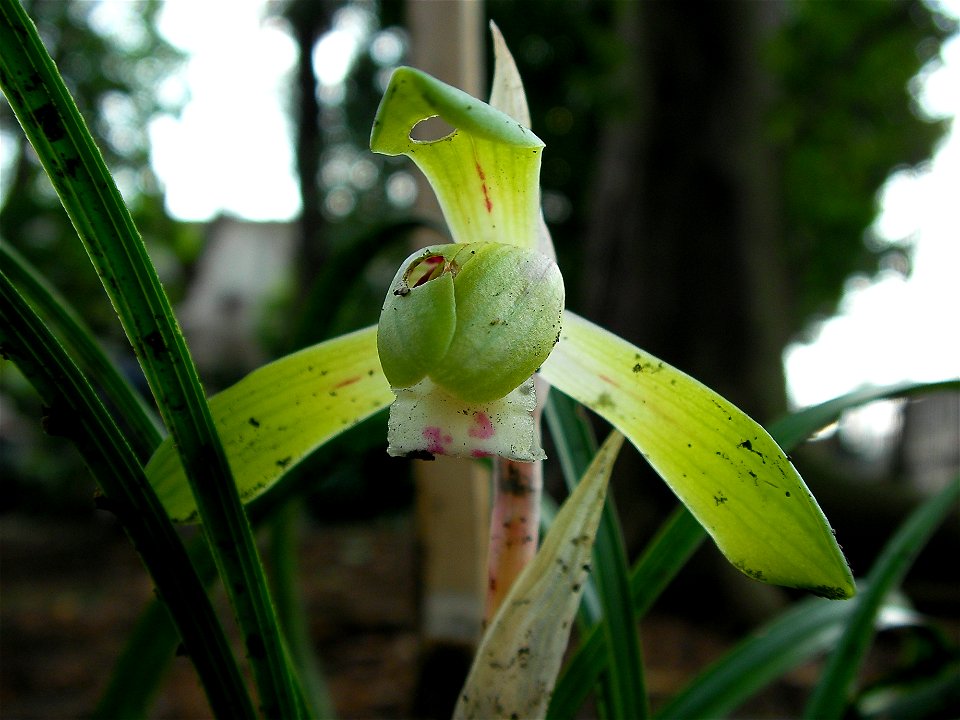 シュンラン[春蘭][Cymbidium goeringii]
