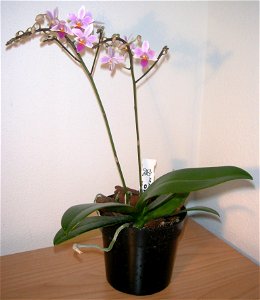 Phalaenopsis equestris grown in a pot. Photo made in Italy. photo