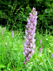 Mücken-Händelwurz (Gymnadenia conopsea) im Naturschutzgebiet Südlicher Bliesgau/Auf der Lohe bei Gersheim