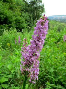 Mücken-Händelwurz (Gymnadenia conopsea) im Naturschutzgebiet Südlicher Bliesgau/Auf der Lohe bei Gersheim