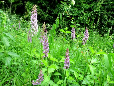 Mücken-Händelwurz (Gymnadenia conopsea) im Naturschutzgebiet Südlicher Bliesgau/Auf der Lohe bei Gersheim