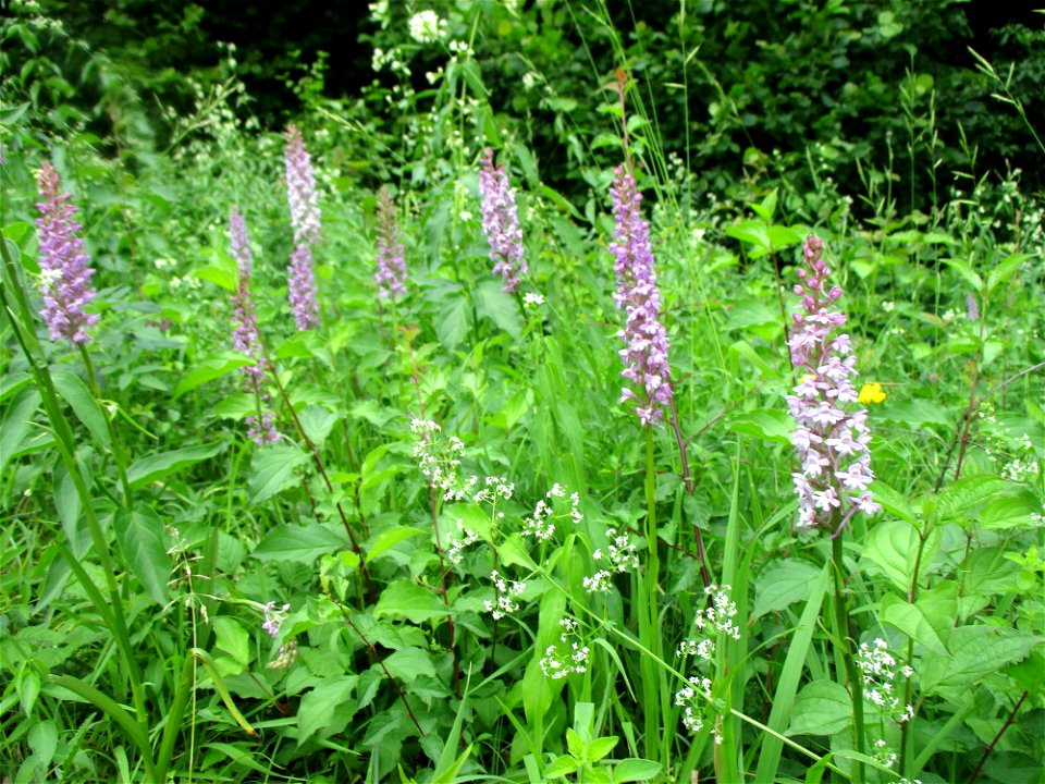 Mücken-Händelwurz (Gymnadenia conopsea) nebst Schwalbenwurz (Vincetoxicum hirundinaria) im Naturschutzgebiet Südlicher Bliesgau/Auf der Lohe bei Gersheim