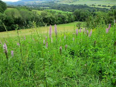 Habitat der Mücken-Händelwurz (Gymnadenia conopsea) im Naturschutzgebiet Südlicher Bliesgau/Auf der Lohe bei Gersheim