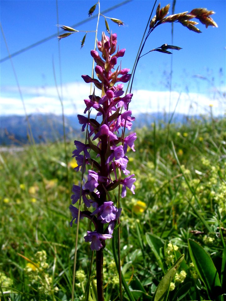Gymnadenia conopsea
