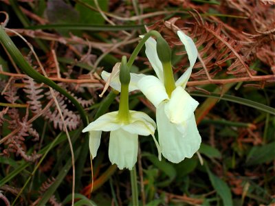 Narcissus triandrus var. loiseleurii. Narcisse des Glénan