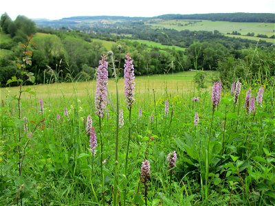 Habitat der Mücken-Händelwurz (Gymnadenia conopsea) im Naturschutzgebiet Südlicher Bliesgau/Auf der Lohe bei Gersheim