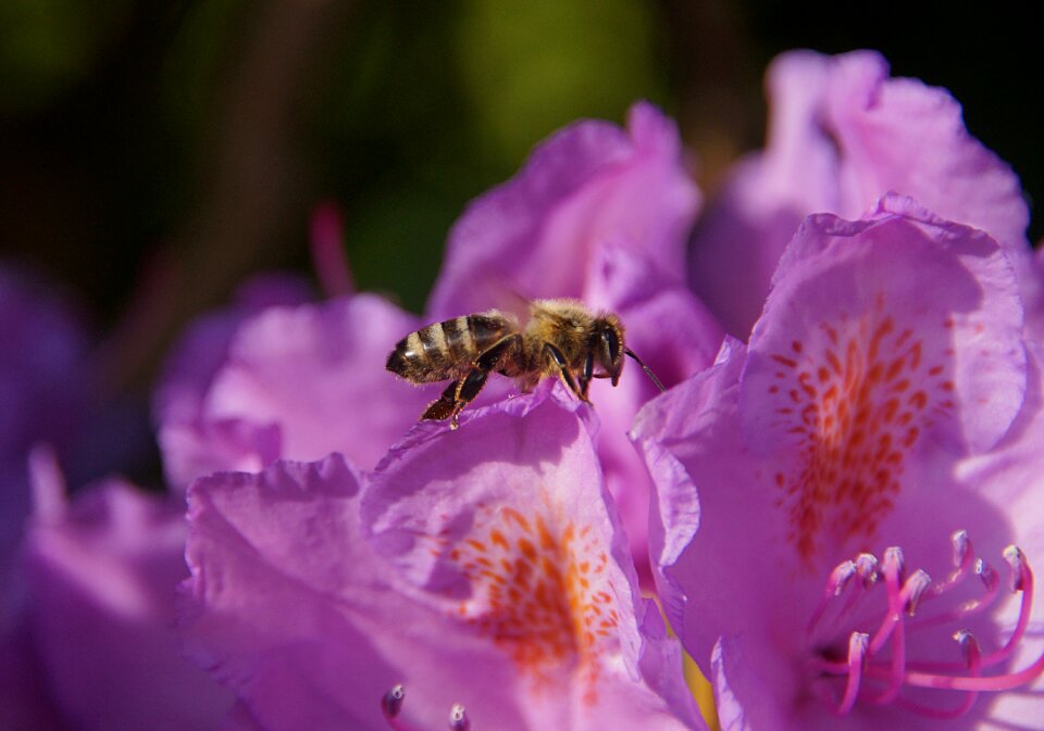 Flower garden bush
