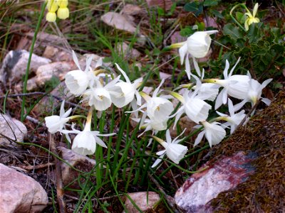 Narcissus × litigiosus habit, Dehesa Boyal de Puertollano, Spain photo