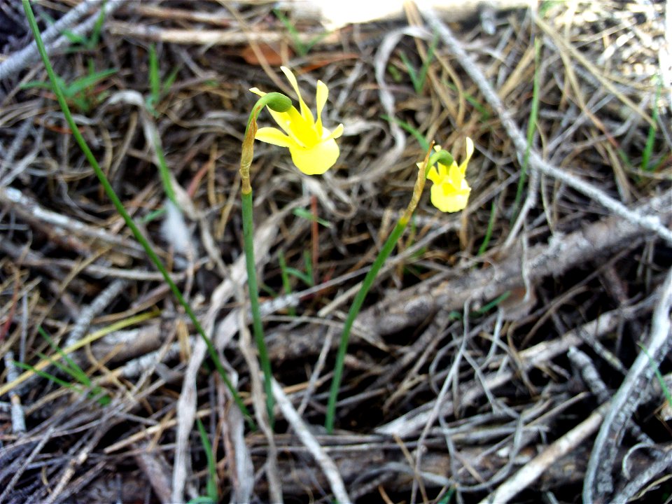 Hybridus Narcissus pallidulus habitus,  Dehesa Boyal de Puertollano, Spain
