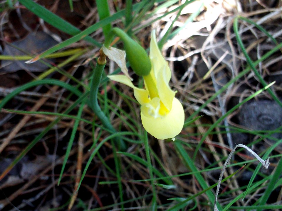 Hybridus Narcissus pallidulus Flower closeup,  Dehesa Boyal de Puertollano, Spain