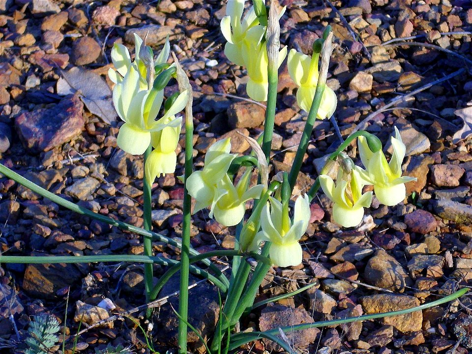 Narcissus triandrus habit, Sierra Madrona, Spain photo