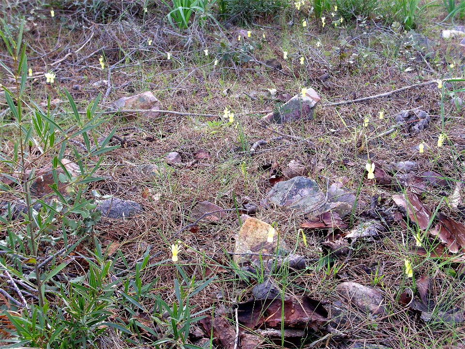 Narcissus pallidulus habitat, Dehesa Boyal de Puertollano, Spain photo