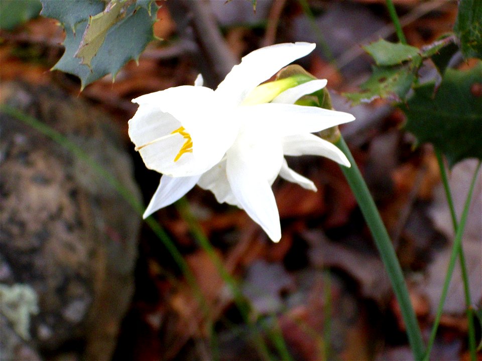 Narcissus pallidulus x N. cantabricus Flower closeup, Dehesa Boyal de Puertollano, Spain photo