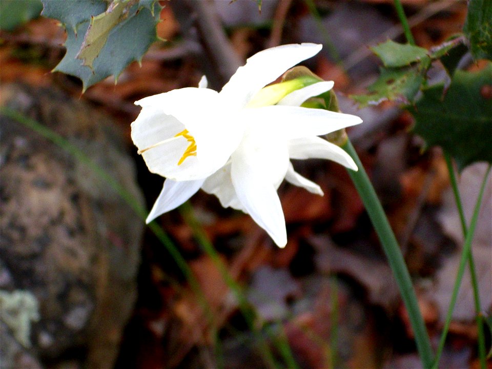 Narcissus pallidulus x N. cantabricus Flower closeup,  Dehesa  Boyal de Puertollano, Spain