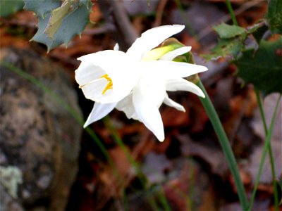 Narcissus pallidulus x N. cantabricus Flower closeup, Dehesa Boyal de Puertollano, Spain photo