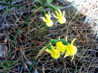 Hybridus Narcissus triandrus habitus, Dehesa Boyal de Puertollano, Spain