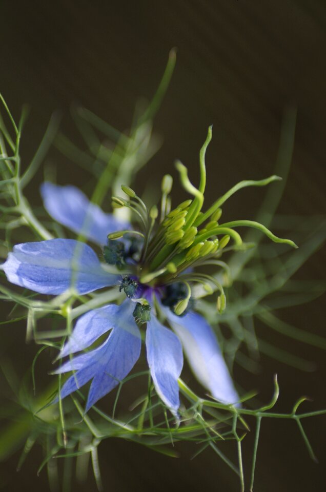 Summer garden nature