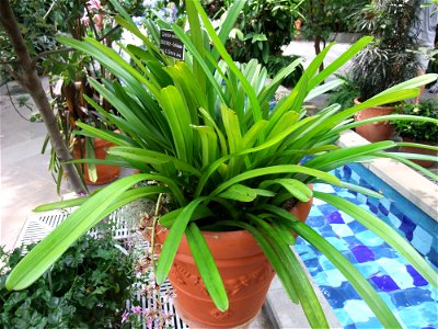 A photograph of Cymbidium aloifolium.