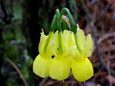 Narcissus triandrus Flower closeup,  Dehesa  Boyal de Puertollano, Spain