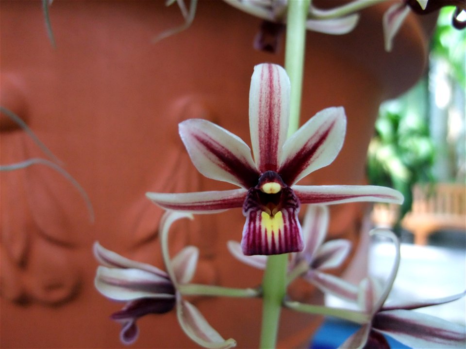 A closeup photograph of a Cymbidium aloifolium flower.