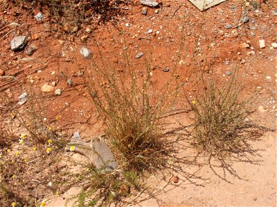 A tipical Spanish plant.