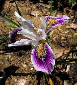 Iris douglasiana 'Cape Sebastian' cultivar - at the Rancho Santa Ana Botanic Garden in Claremont, Southern California, U.S. Identified by garden i.d. sign. photo