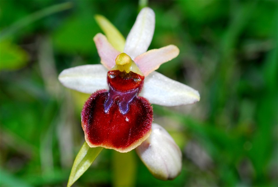 Ophrys sphegodes, Folkestone