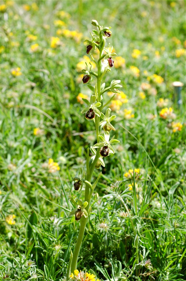 Ophrys_sphegodes,_Dover_2