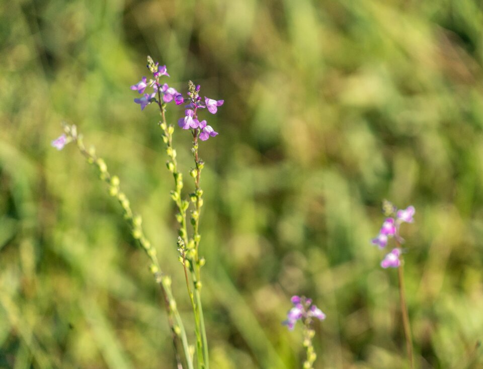 Meadow nature outdoors