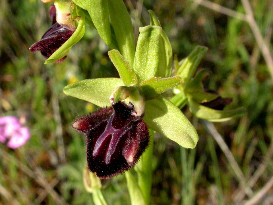 Flor de Ophrys sphegodes. Rivas Vaciamadrid, Madrid, España.