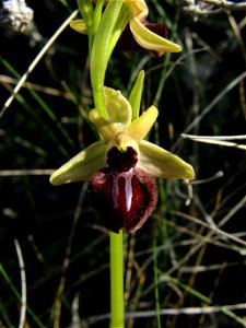 Ophrys sphegodes, (Orchidaceae). Rivas Vaciamadrid, Madrid, España.