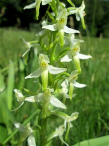 Zweiblättrige Waldhyazinthe (Platanthera bifolia) im Naturschutzgebiet „Wusterhang“ oberhalb von Fechingen