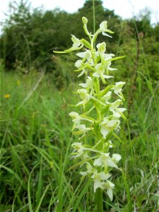 Zweiblättrige Waldhyazinthe (Platanthera bifolia) im Naturschutzgebiet „Birzberg, Honigsack/Kappelberghang“