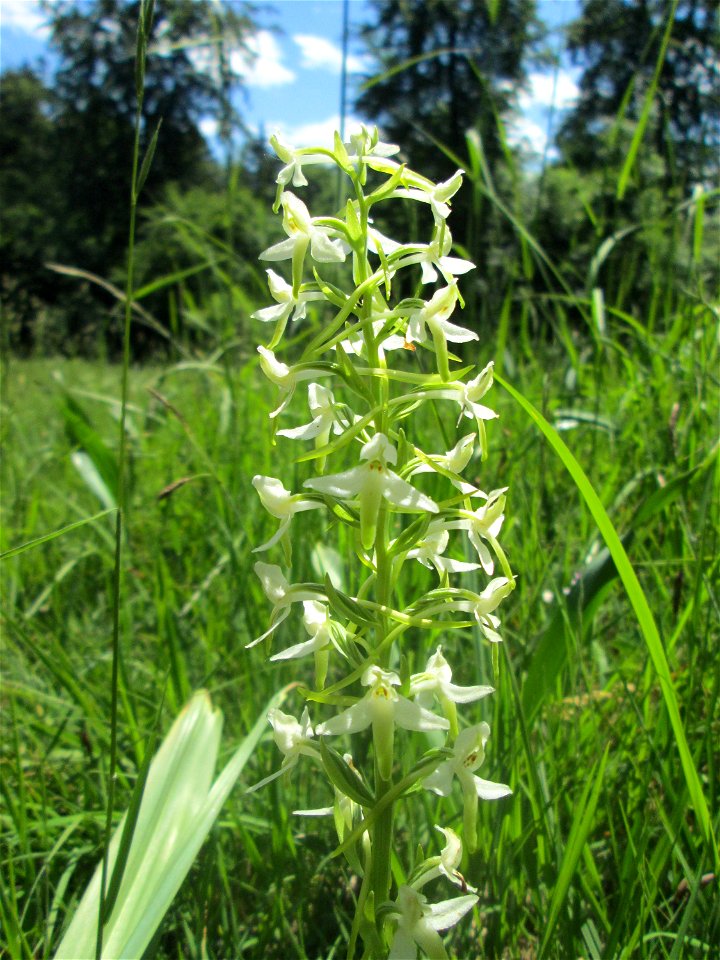 Zweiblättrige Waldhyazinthe (Platanthera bifolia) im Naturschutzgebiet „Wusterhang“ oberhalb von Fechingen