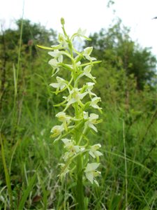 Zweiblättrige Waldhyazinthe (Platanthera bifolia) im Naturschutzgebiet „Birzberg, Honigsack/Kappelberghang“