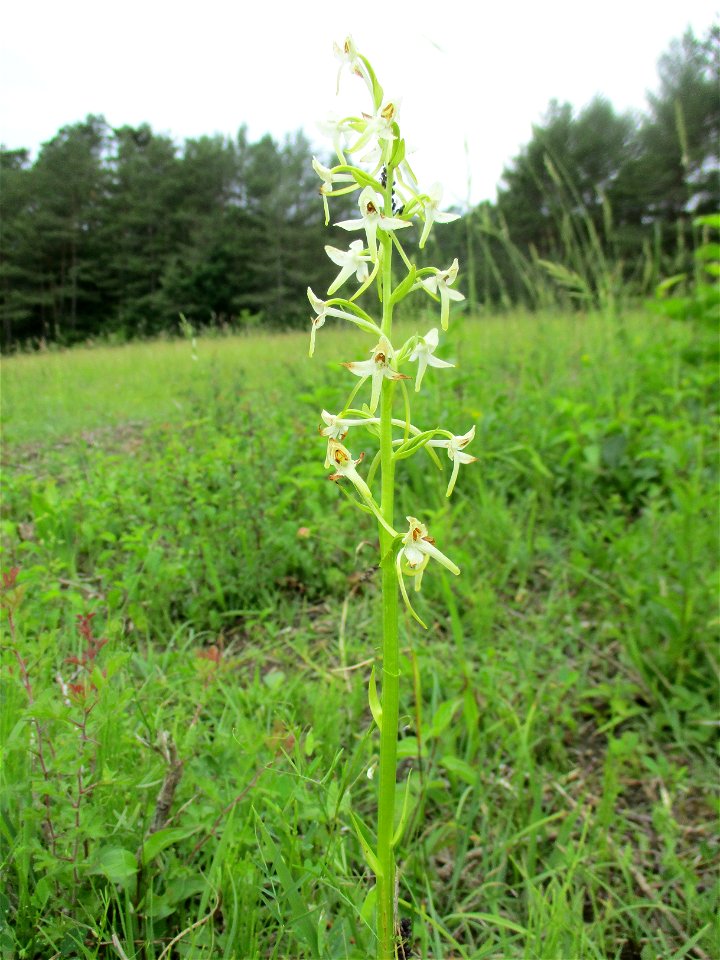 Zweiblättrige Waldhyazinthe (Platanthera bifolia) an einem Kalkquellsumpf im Naturschutzgebiet Südlicher Bliesgau/Auf der Lohe bei Gersheim