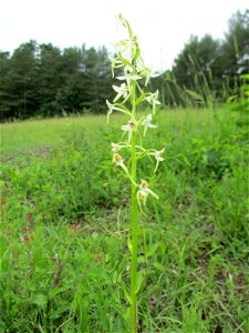 Zweiblättrige Waldhyazinthe (Platanthera bifolia) an einem Kalkquellsumpf im Naturschutzgebiet Südlicher Bliesgau/Auf der Lohe bei Gersheim