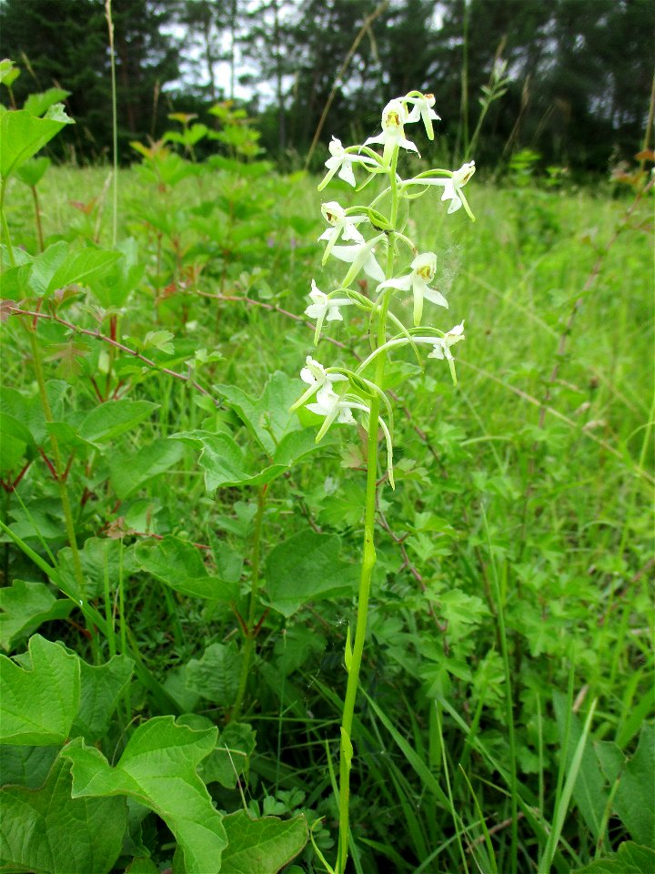 Zweiblättrige Waldhyazinthe (Platanthera bifolia) an einem Kalkquellsumpf im Naturschutzgebiet Südlicher Bliesgau/Auf der Lohe bei Gersheim