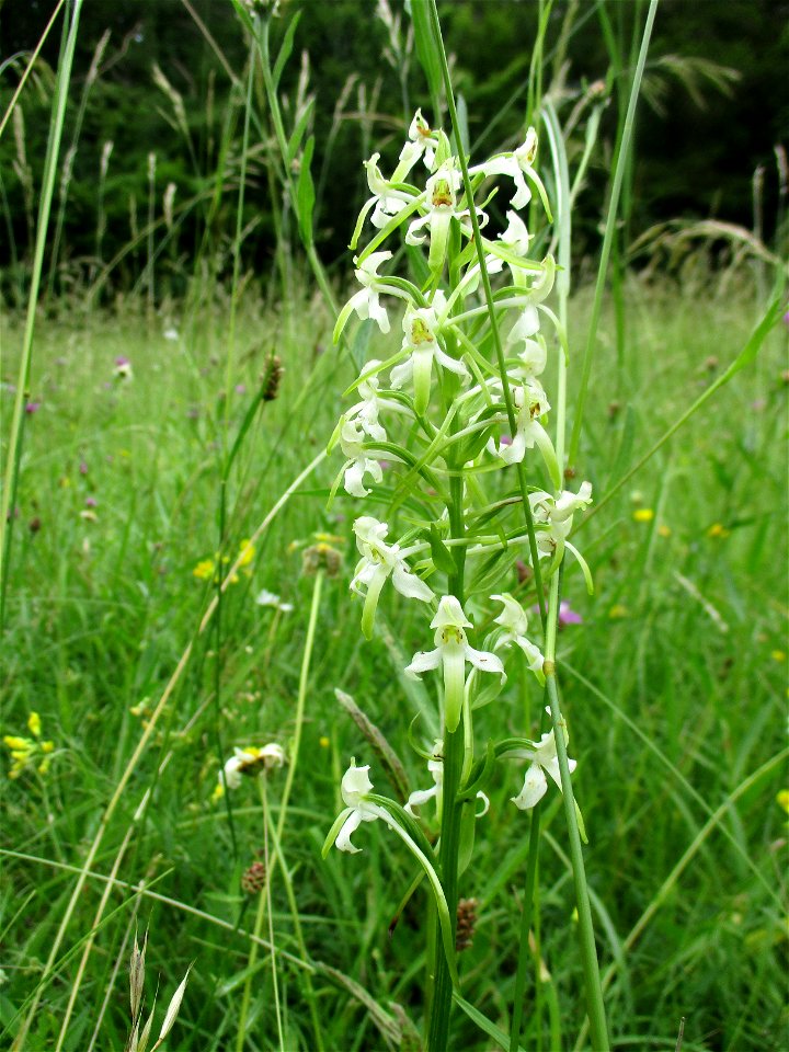 Grünliche Waldhyazinthe (Platanthera chlorantha) auf einer Wiese im Naturschutzgebiet Südlicher Bliesgau/Auf der Lohe bei Gersheim