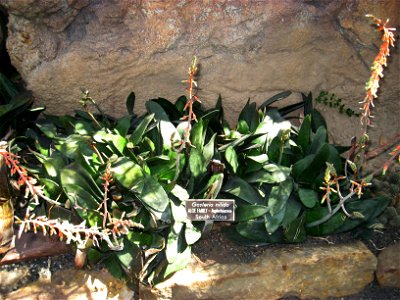 Gasteria nitida var armstrongii, in the United States Botanic Garden, Washington, DC, USA.