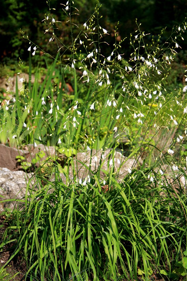 Anthericum ramosum, Anthericum ramosum from Botanical Garden of Charles University in Prague, Czech Republic
