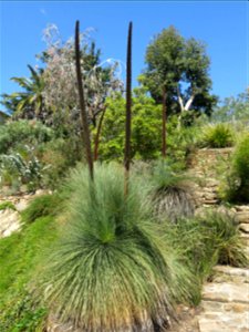 Xanthorrhoea glauca in parc Gonzalez in Bormes-les-Mimosas (Var, France). Plant identified by its botanic label.