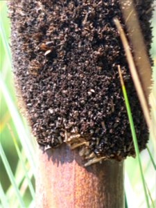 Base of flower spike of Xanthorrhoea glauca in parc Gonzalez in Bormes-les-Mimosas (Var, France). Plant identified by its botanic label.