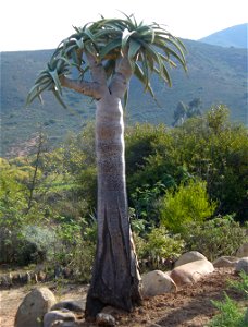 Aloe pillansii, Worcester Botanical Gardens Cape.