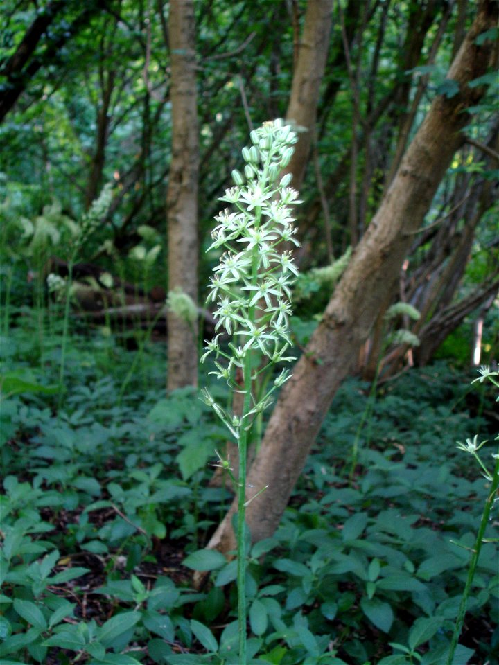 Flowering Bath asparagus - photograph taken in Clout's Wood, Wroughton.
