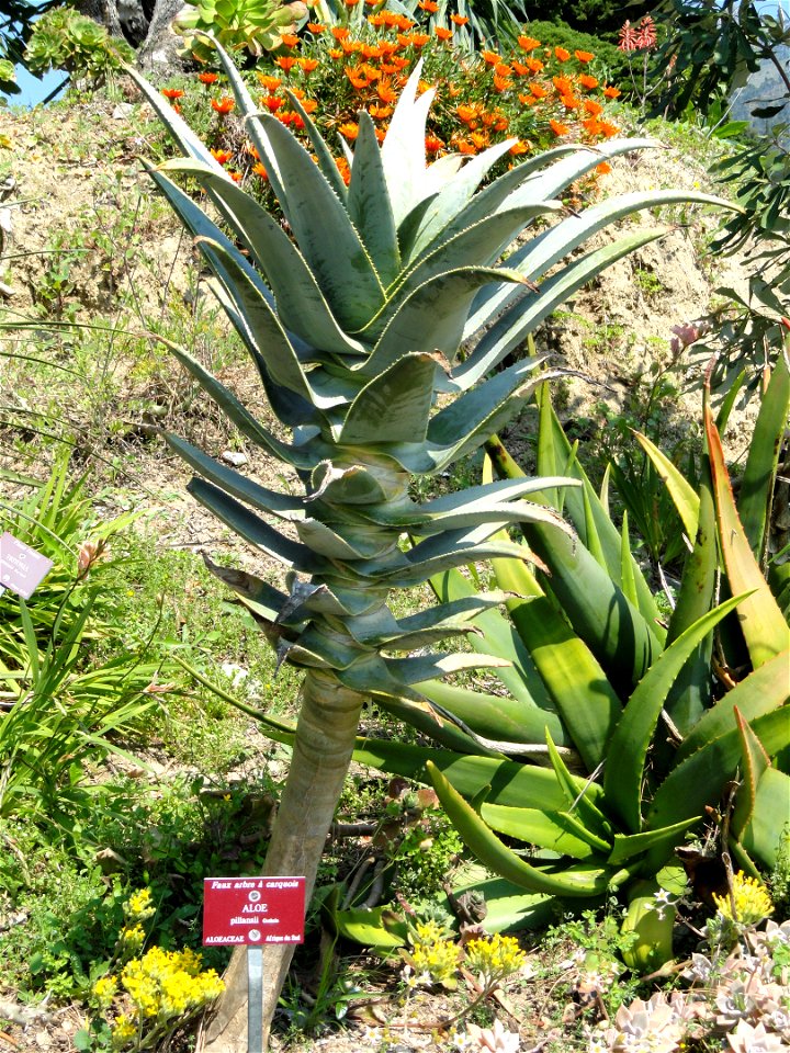 Aloe pillansii specimen in the Jardin botanique du Val Rahmeh, Menton, Alpes-Maritimes, France.