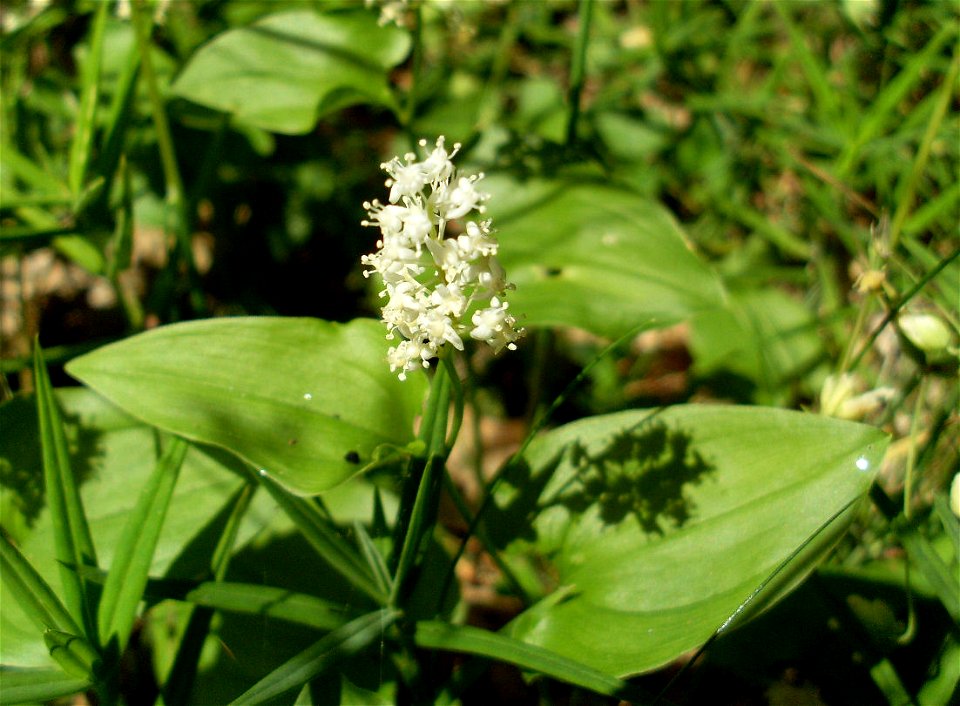 Maianthemum bifolium, picture taken in south Sweden