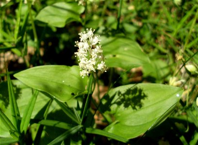 Maianthemum bifolium, picture taken in south Sweden