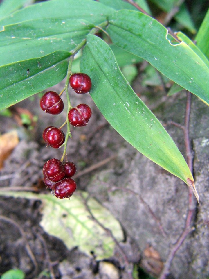 Maianthemum stellatum fruits.